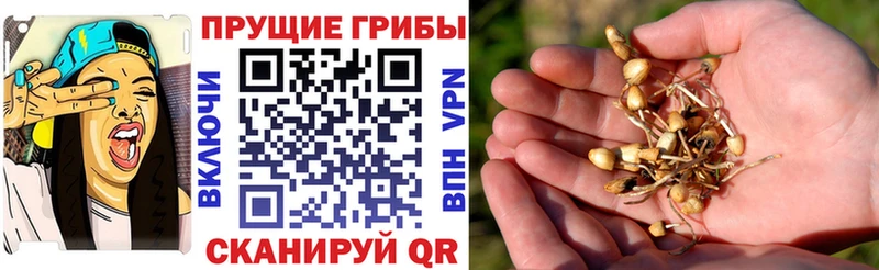 Псилоцибиновые грибы прущие грибы  где можно купить наркотик  Крым 